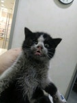 경기 안산 풍전로 국민은행 앞에서 턱시도 고양이 구조