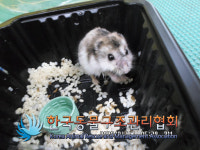 경기 의정부 평화로 피부과 인근에서 햄스터 구조