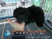경기 동두천 평화로 노상에서 검흰색 강아지 구조