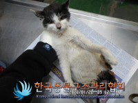 서울 강서구 곰달래로에서 턱시도 고양이 구조