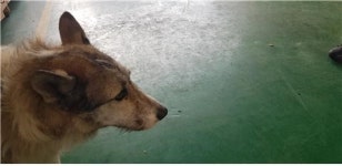 대전 서구 관저남로 중흥S클래스 인근에서 스피츠 구조