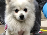 경기 시흥 관곡지로 대우삼호아파트에서 포메라니안 2마리 구조