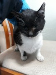 충남 천안 백석동 주공11단지에서 턱시도 고양이 구조