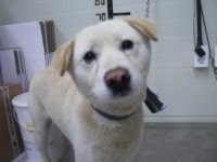 경기 가평 아침고요수목원 부근에서 크림색 강아지 구조