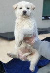 경기 용인 양지면 양지초등학교 주변에서 흰색 강아지 구조