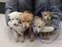 경남 창원 대산면 대산북로에서 새끼견 4마리 구조