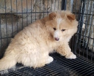 경북 청도 금천면에서 회황색 강아지 구조