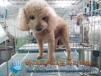 서울 강남 별빛동물병원 인근에서 푸들 구조