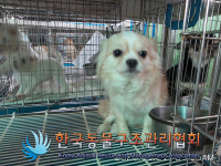 서울 영등포구 대림동 대림운동장 앞에서 치와와 구조
