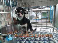서울 영등포구 대림동 대림운동장 앞에서 치와와 구조