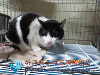서울 강서구청 쓰레기장에서 턱시도 고양이 구조