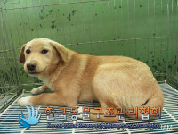 경기 연천 전곡읍 밤나무골에서 갈색 강아지 구조