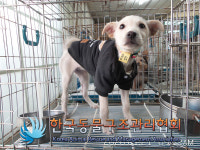 경기 김포 약암로 대벽주유소 인근에서 까만옷 갈색 강아지 구조