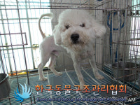 경기 구리 교문동 덕현아파트 후문에서 비숑 프리제 구조