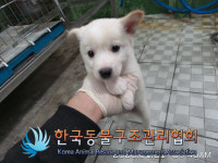 경기 의정부 호원동 미도아파트 놀이터에서 흰갈색 강아지 구조