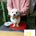 인천 남동구 찬샘동물병원에서 말티즈 구조