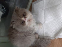 서울 강동구 성내동 오륜교회 뒷편에서 렉돌 고양이 구조