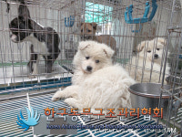 서울 구로구 구로역 안에서 흰색 강아지 구조