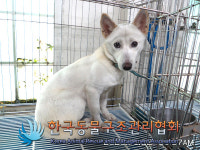 서울 강서구 허준로에서 흰색 강아지 구조