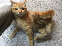 광주 서구 내방동에서 치즈색 고양이 구조