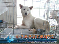 경기 포천 화현면 화동로에서 흰색 강아지 구조