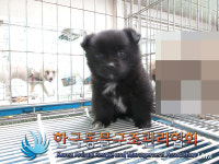 경기 포천 영중면 양문리에서 검흰색 강아지 구조