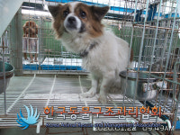 경기 포천 영중면 양문리에서 갈흰색 강아지 구조