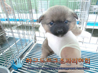 경기 포천 영중면 양문리에서 삼색 강아지 구조