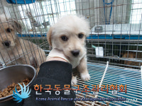 경기 포천 호병골1길에서 연갈색 강아지 구조