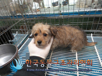 경기 포천 호병골1길에서 삼색 강아지 구조