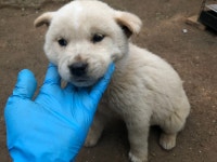 경기 시흥 농업기술센터에서 갈백색 강아지 구조