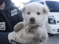 제주 서귀포 성산 시흥상동로에서 흰색 강아지 구조