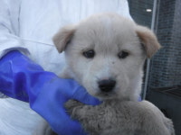 제주 서귀포시 성산 시흥상동로에서 흰색 강아지 구조