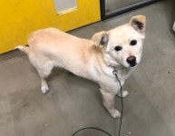 대구 중구 동덕로에서 초록목줄 크림색 강아지 구조