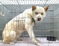 경기 여주 흥천면 상백2리 마을회관에서 제주개 구조