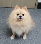 경기 용인 양지파출소 체육공원에서 포메라니안 구조
