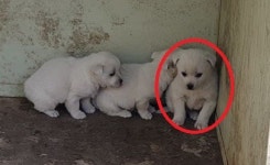 강원 화천 화천농업기술센터에서 흰색 꼬물이 3마리 구조