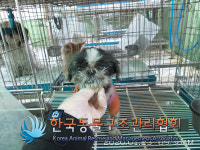 서울 구로구 고척로에서 시츄 구조