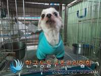 서울 성북구 장월로에서 말티즈 구조