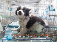 서울 동대문구 고산자로에서 검흰색 강아지 구조