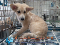 서울 동대문구 구청 인근에서 갈흰색 강아지 구조