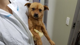 충남 당진 왜목마을에서 갈색 강아지 구조