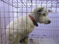 부산 사하 감천항로에서 흰색 강아지 구조