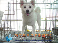 경기 구리 안골로 교문초등학교 인근에서 스피츠 구조