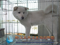경기 동두천 동광로 고가 아래 근린공원에서 흰색 강아지 구조
