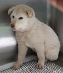 충북 제천 의림대로에서 흰색 강아지 구조