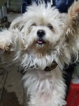 경기 평택 팽성파출소에서 흰색 강아지 구조