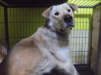 경기 군포 갈치호수에서 갈색 강아지 구조