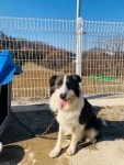 충북 충주 가리골길에서 보더 콜리 2마리 구조
