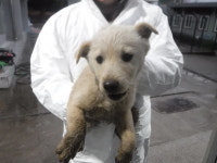 제주 서귀포시 화순리 중앙로에서 흰색 강아지 구조